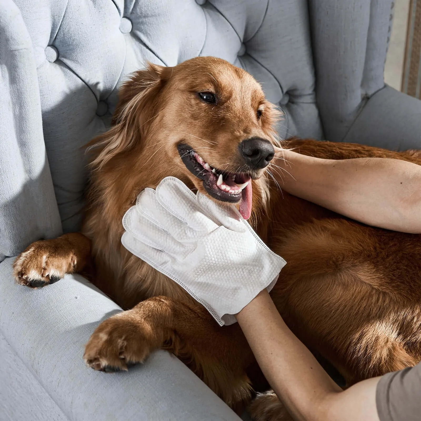 🔥Best-selling in 2025🔥Deodorizing Pet Glove Wipes For Dogs (6 Pcs / 1 Pack)
