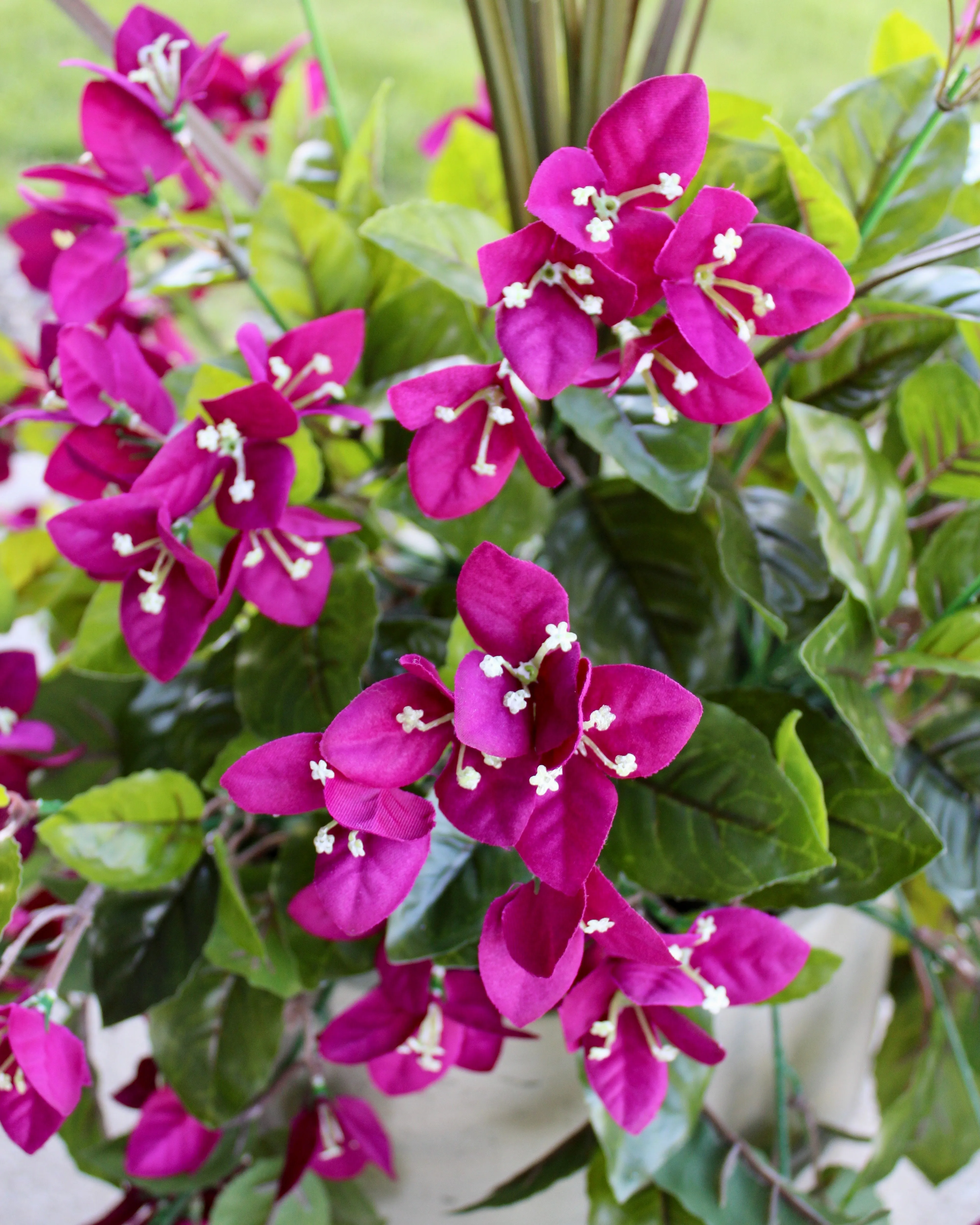 Blackberry Bouganvillea Vine “Drop-In” Insert