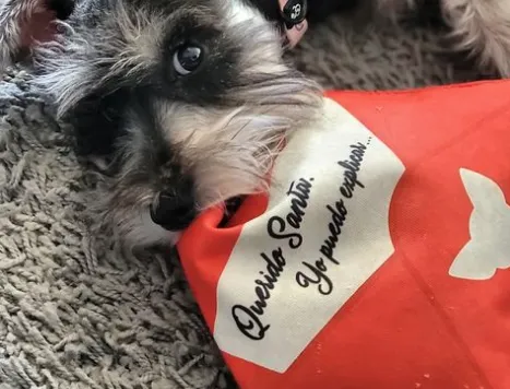 Querido Santa | Dear Santa Paws Letter Stuffed Dog Toy